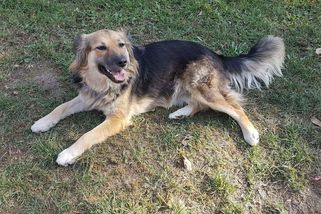 Zachránit pejska z osady je krásný počin, ale musíte si připravit trpělivost a hlavně finance - Médium.cz